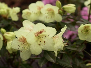 Rhododendron nain Keiskei
